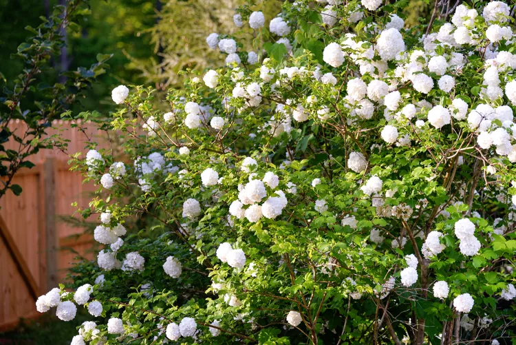 How to Keep Your Viburnum Healthy and Blooming