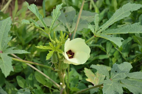 How to Grow Okra in Pots at Home: Step-by-Step Guide
